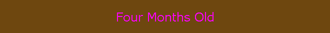 Four Months Old
